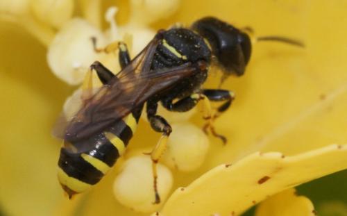 Réf. 286 021 : Ectemnius cephalotes